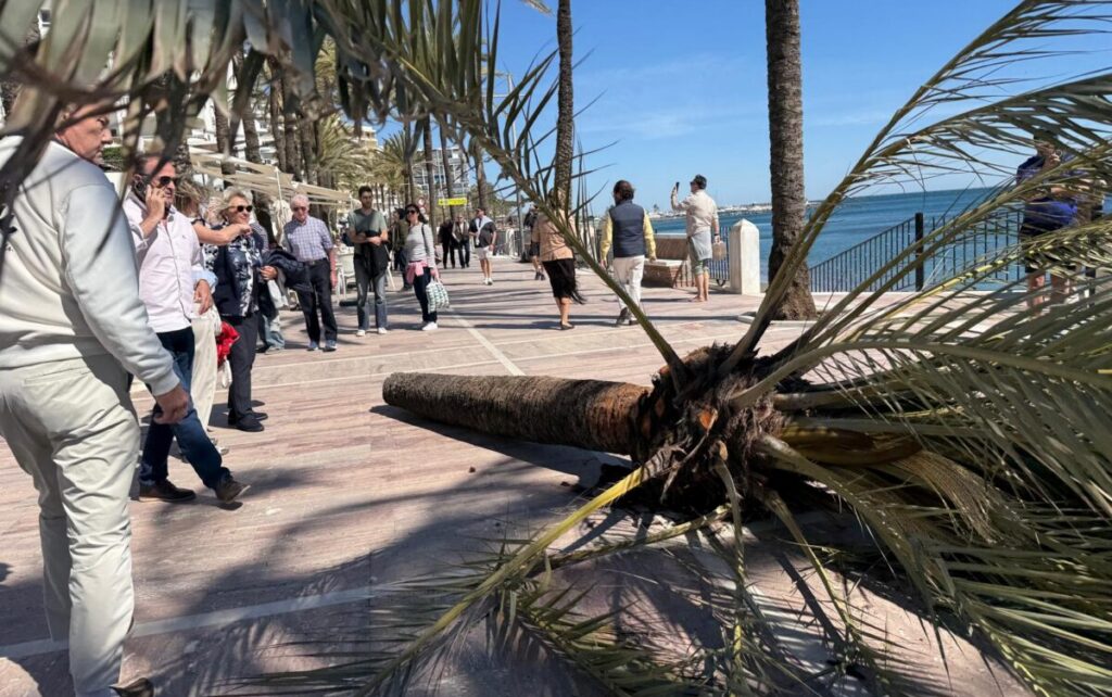 Palm tree narrowly misses cyclist.