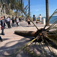 Palm tree narrowly misses cyclist.