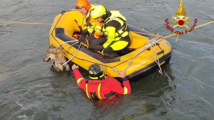 Fireman in a raft pulling a wolf out of a river