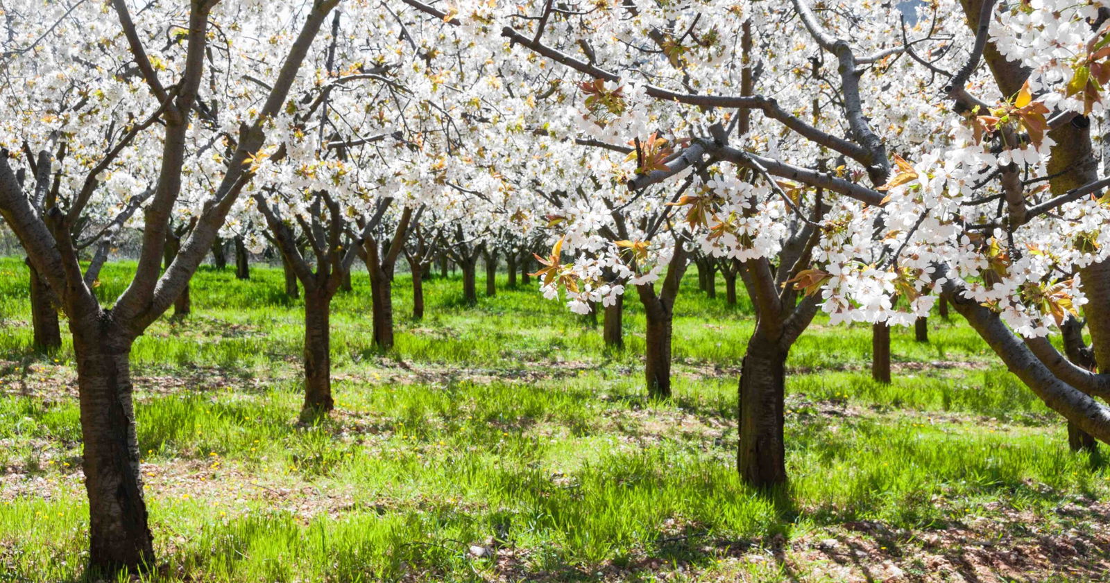 Spain’s cherry blossom season 2026 begins soon: Best places to see it