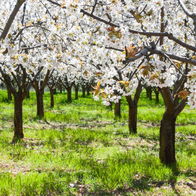 Cherry blossom trees in full bloom in Spain’s Jerte Valley, with white flowers covering orchard branches during the spring blossom season.