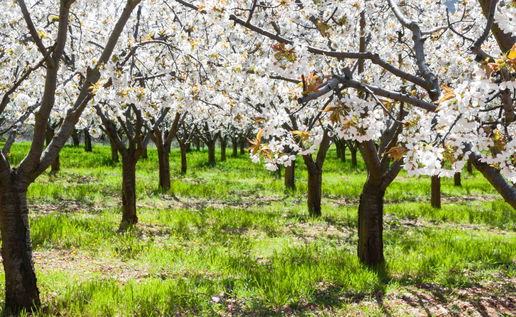 Cherry blossom trees in full bloom in Spain’s Jerte Valley, with white flowers covering orchard branches during the spring blossom season.