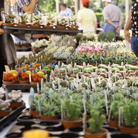 Prickly favourites at the Collectable Plant Fair.
