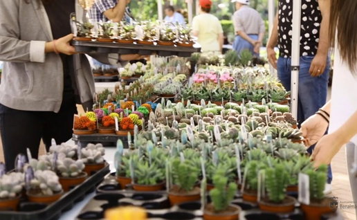 Prickly favourites at the Collectable Plant Fair.