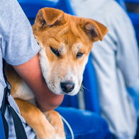 A dog being carried on the bus buy owner.