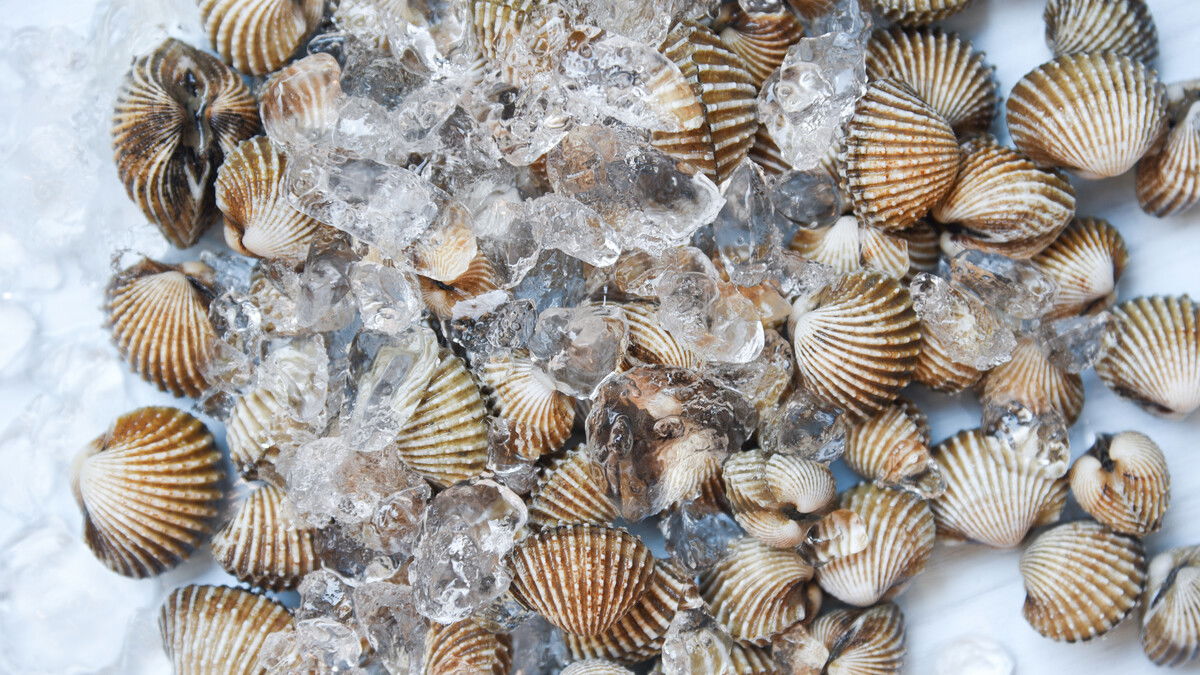 15 Tonnes Of Dead Shellfish: How Galicia’s 80% Crop Loss Hits Seafood Prices