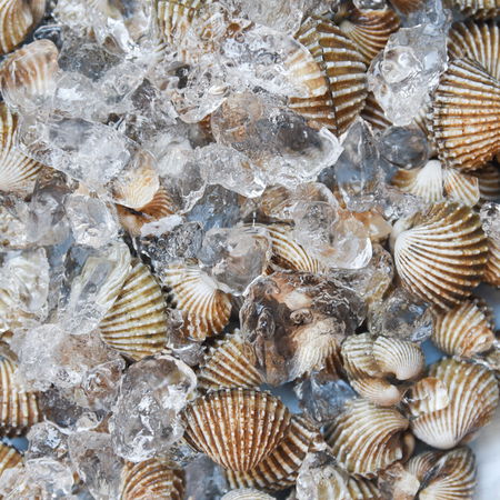 Fresh shellfish on ice as supply concerns grow after Galicia die-off
