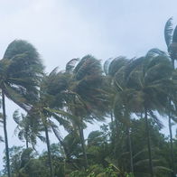 Palm trees bending in strong winds on Tenerife coast with rough sea