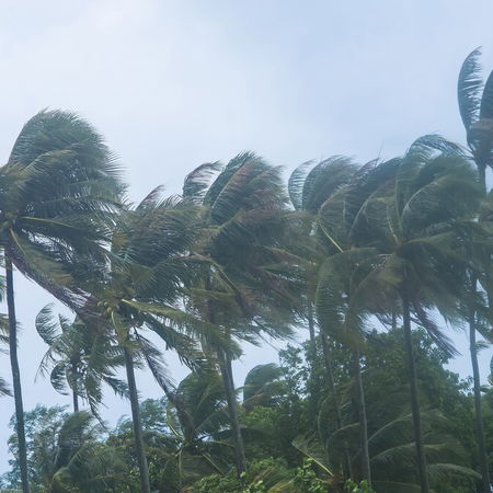 Palm trees bending in strong winds on Tenerife coast with rough sea