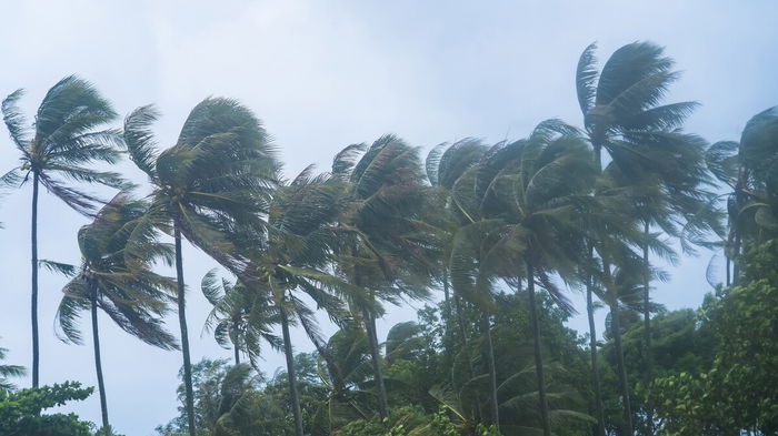 Palm trees bending in strong winds on Tenerife coast with rough sea