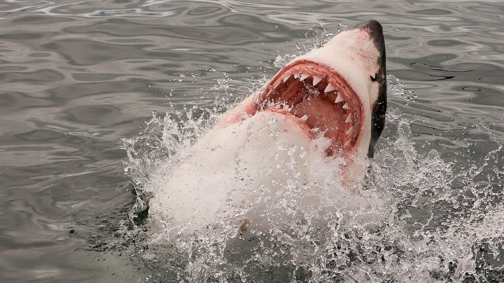 Caribbean shark swimming in coastal waters affected by human pollution