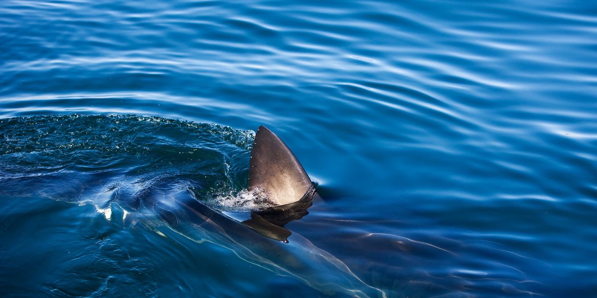 Giant Shark Spotted During Palma Regatta Sparks Shock And Fascination