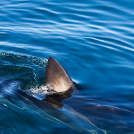 Shark spotted in Mallorca waters