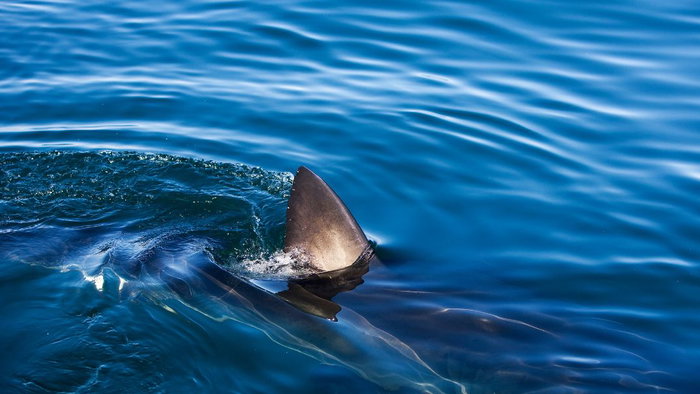 Shark spotted in Mallorca waters