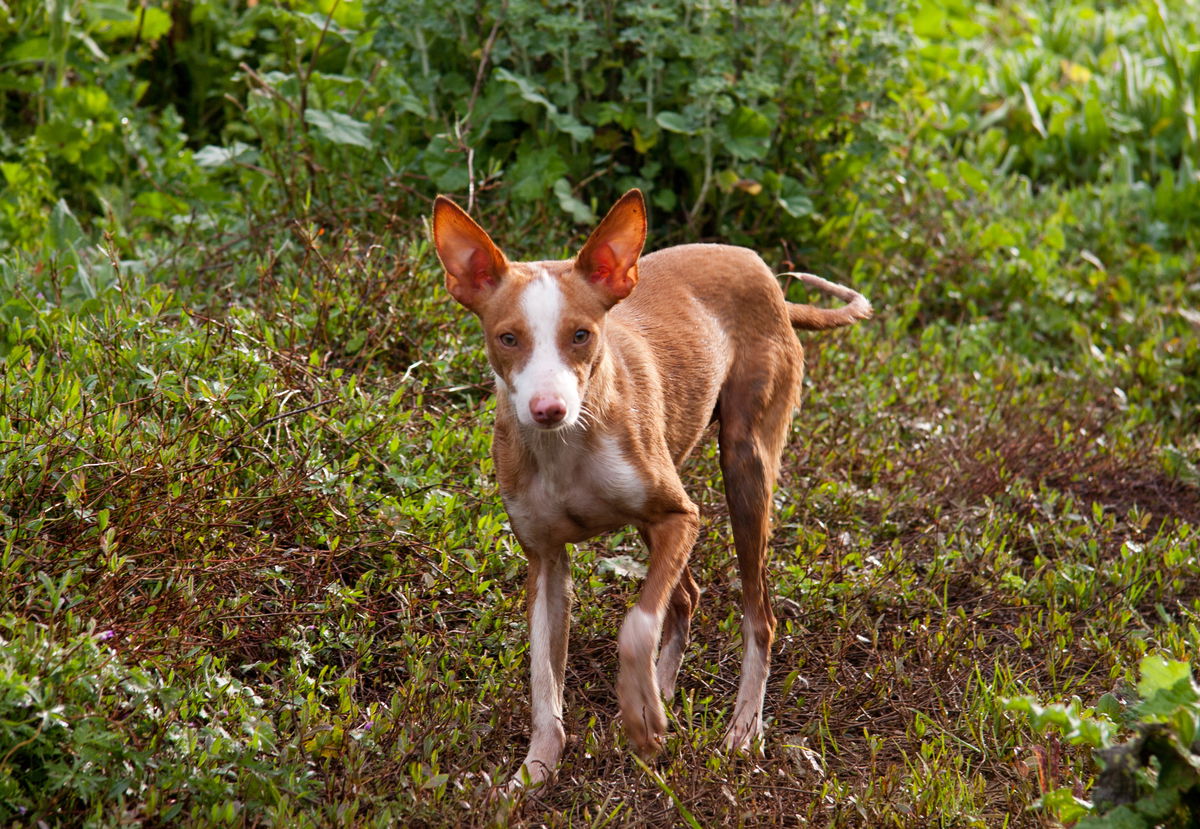 New EU law could provide same rights for hunting dogs as pets in Spain