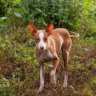 Spanish Podenco, a favourite choice of hunters.