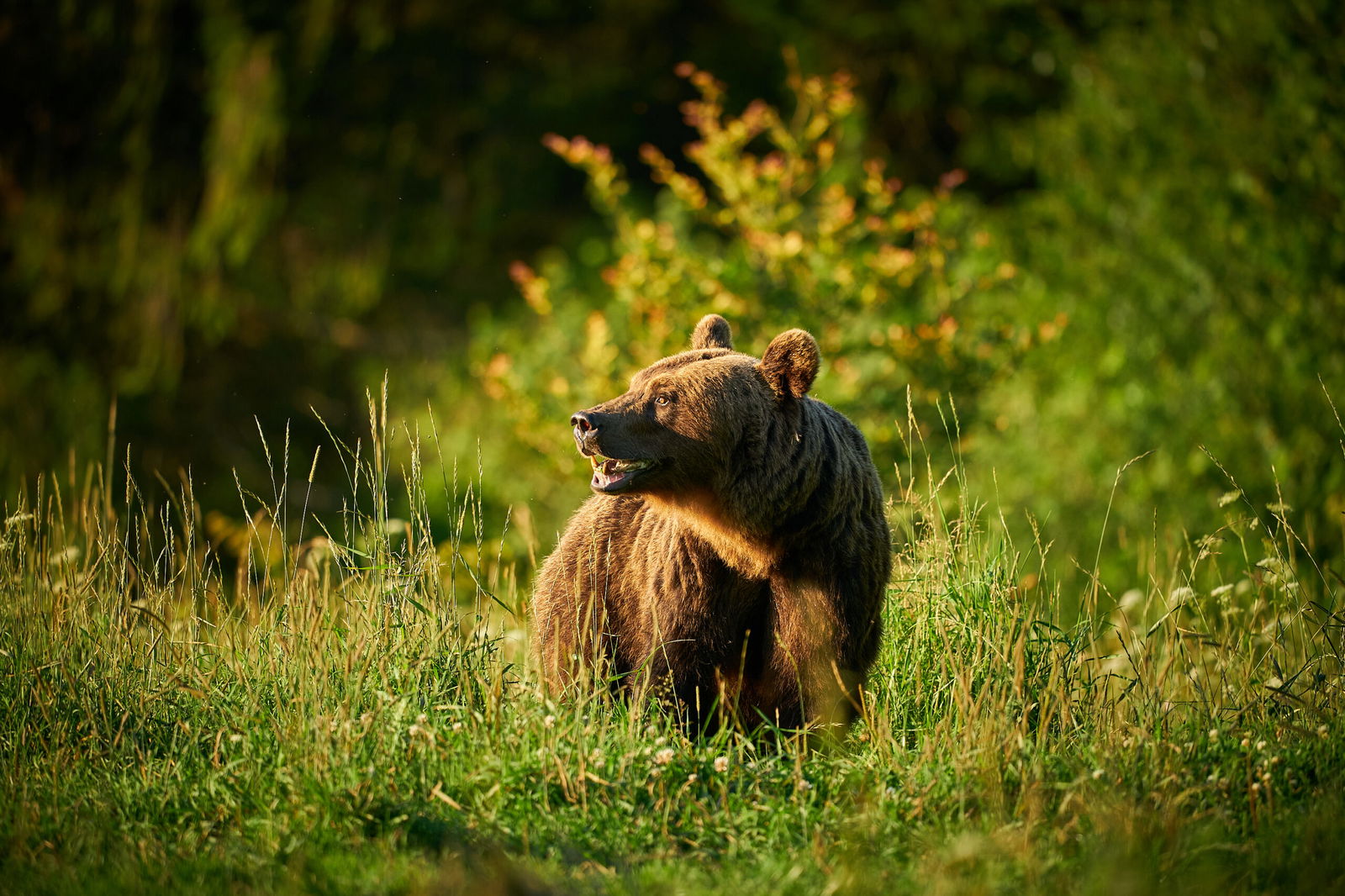 Poland Launches €3.7m Scheme To Protect Bears And Safeguard Residents