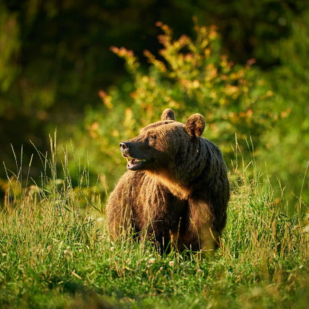 Brown bear in the grass