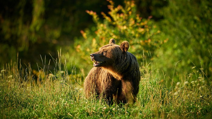 Brown bear in the grass