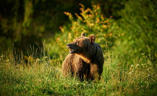 Brown bear in the grass