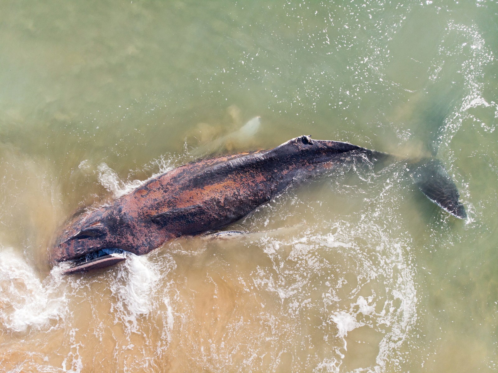 Hope Fading For Lost Humpback Stranded Off German Coast