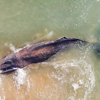 Stranded humpback whale in shallow water