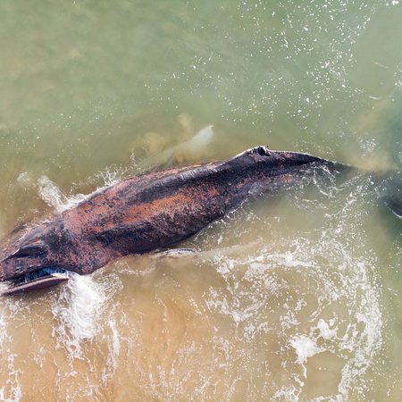 Stranded humpback whale in shallow water