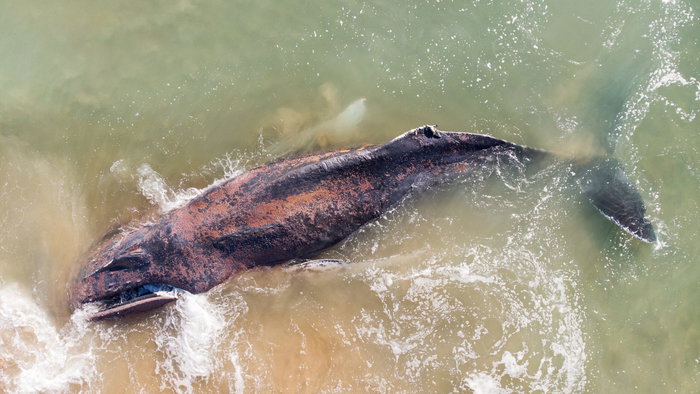 Stranded humpback whale in shallow water