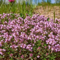 A thyme bush