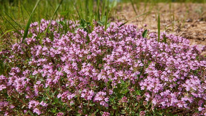A thyme bush