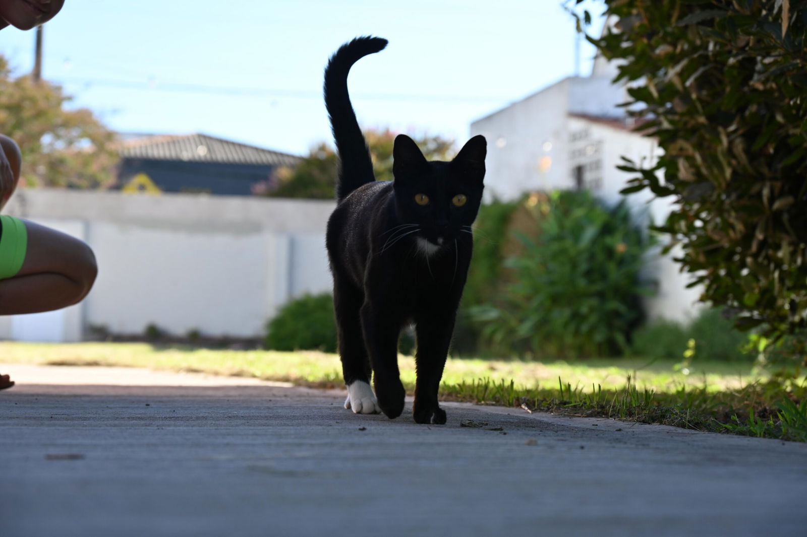 Zorba Unplugged: Silence In The Alley – Part Iii