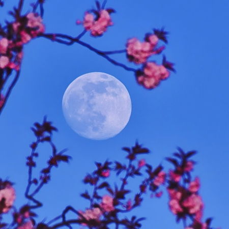 Pink moon over pink blossom.