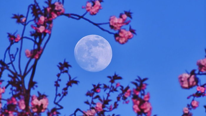 Pink moon over pink blossom.