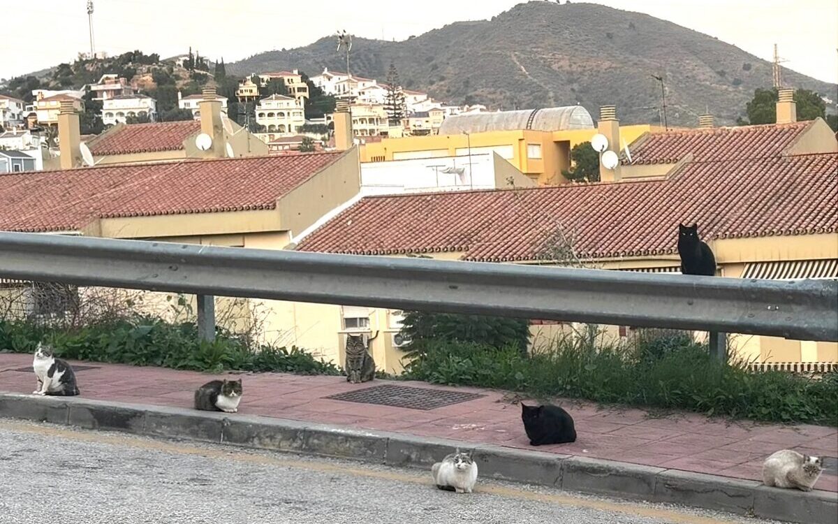 Rincon de la Victoria boosts feral cat control with ethical management to cool local tensions