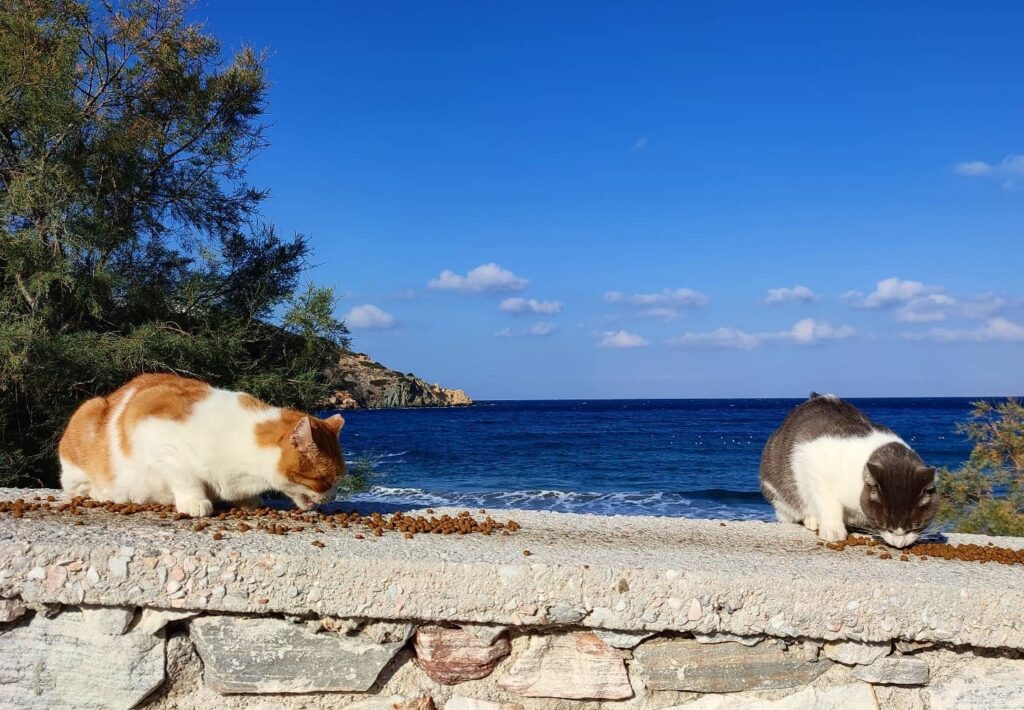 Good mews! Live for free on a Greek island paradise by cuddling cats