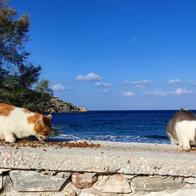 Greek island overrun with cats.