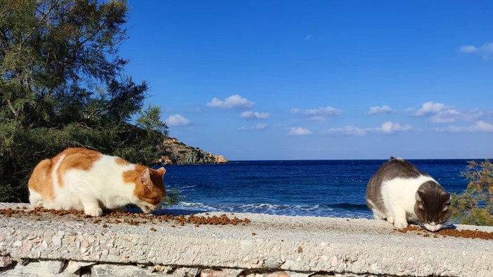 Greek island overrun with cats.