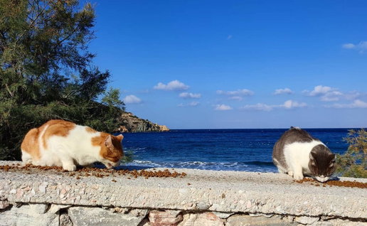 Greek island overrun with cats.