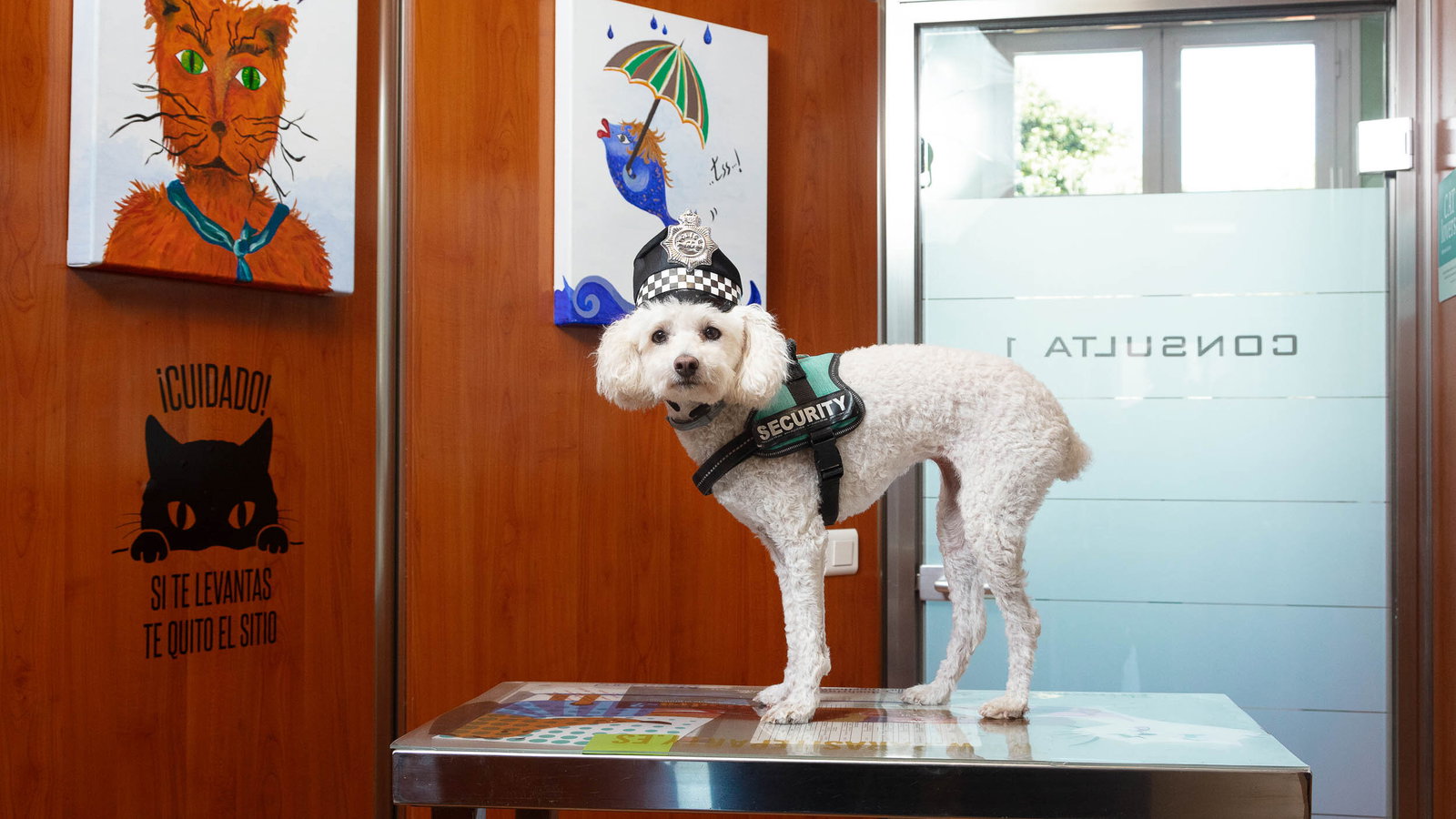 Bendinat Veterinary Clinic: World-class Care With A Family Touch