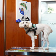 Dog in a security guard costume at Bendinat.