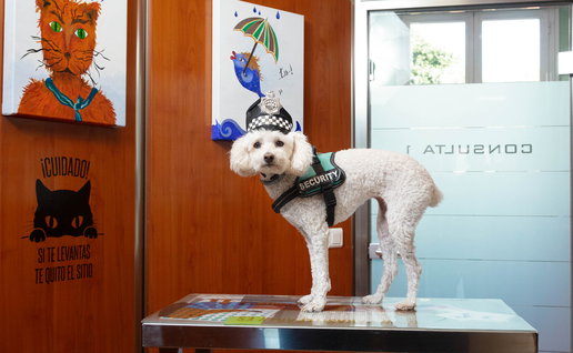 Dog in a security guard costume at Bendinat.