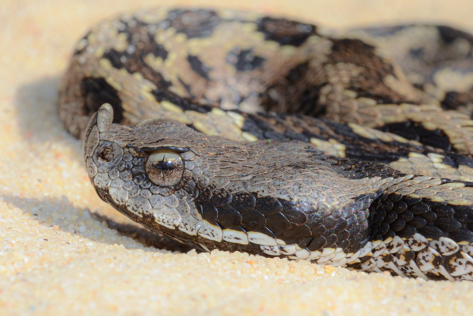 Spain Snake Bites Reported As Viper Activity Increases: What Residents Need To Know
