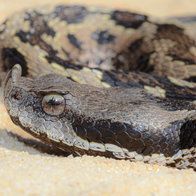 Letaste viper coiled up in a sand dune