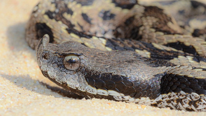 Letaste viper coiled up in a sand dune