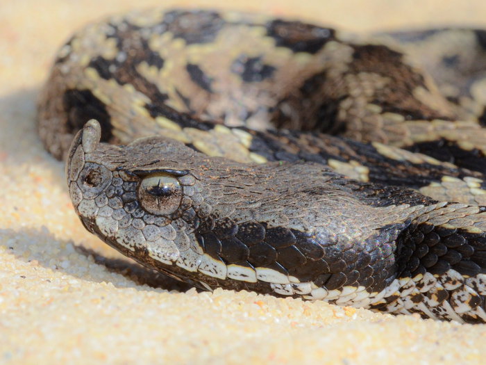 Letaste viper coiled up in a sand dune