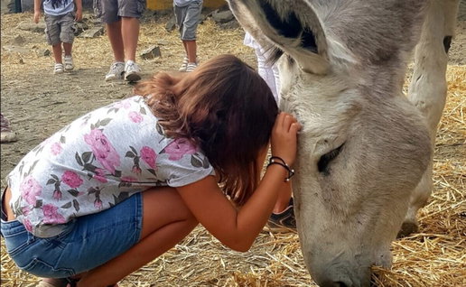 guests get to meet and learn about the rescued animals