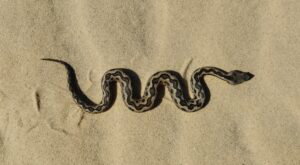 Lataste viper in Doñana national park