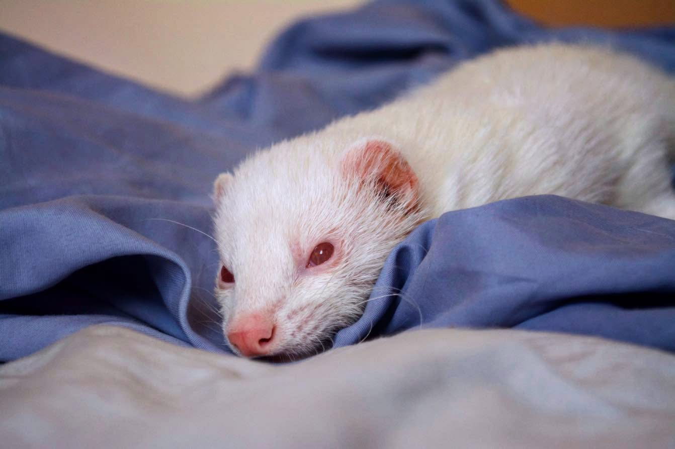 Spain Moves To Redefine Legal Pets As Draft Law Raises Wider Welfare Concerns