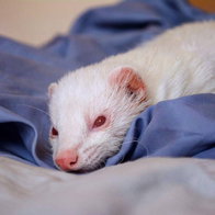 An albino ferret on a blanket