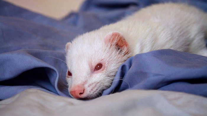 An albino ferret on a blanket